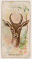 Persian Gazelle, from the Zoo Animals series (E29) issued by The Philadelphia Confections Co. to promote Zoo Caramels, The Philadelphia Confections Co. American, Commercial color lithograph