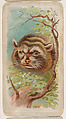 Raccoon, from the Zoo Animals series (E29) issued by The Philadelphia Confections Co. to promote Zoo Caramels, The Philadelphia Confections Co. American, Commercial color lithograph