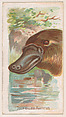 Duck-Billed Platypus, from the Zoo Animals series (E29) issued by The Philadelphia Confections Co. to promote Zoo Caramels, The Philadelphia Confections Co. American, Commercial color lithograph