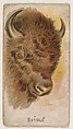 Buffalo, from the Zoo Animals series (E29) issued by The Philadelphia Confections Co. to promote Zoo Caramels, The Philadelphia Confections Co. American, Commercial color lithograph