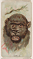 Gorilla, from the Zoo Animals series (E29) issued by The Philadelphia Confections Co. to promote Zoo Caramels, The Philadelphia Confections Co. American, Commercial color lithograph