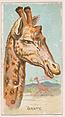 Giraffe, from the Zoo Animals series (E29) issued by The Philadelphia Confections Co. to promote Zoo Caramels, The Philadelphia Confections Co. American, Commercial color lithograph