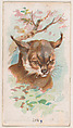 Lynx, from the Zoo Animals series (E29) issued by The Philadelphia Confections Co. to promote Zoo Caramels, The Philadelphia Confections Co. American, Commercial color lithograph