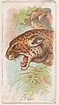 Jaguar, from the Zoo Animals series (E29) issued by The Philadelphia Confections Co. to promote Zoo Caramels, The Philadelphia Confections Co. American, Commercial color lithograph