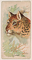 Leopard, from the Zoo Animals series (E29) issued by The Philadelphia Confections Co. to promote Zoo Caramels, The Philadelphia Confections Co. American, Commercial color lithograph