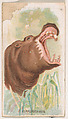 Hippopotamus, from the Zoo Animals series (E29) issued by The Philadelphia Confections Co. to promote Zoo Caramels, The Philadelphia Confections Co. American, Commercial color lithograph
