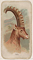 Ibex, from the Zoo Animals series (E29) issued by The Philadelphia Confections Co. to promote Zoo Caramels, The Philadelphia Confections Co. American, Commercial color lithograph