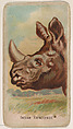 Indian Rhinoceros, from the Zoo Animals series (E29) issued by The Philadelphia Confections Co. to promote Zoo Caramels, The Philadelphia Confections Co. American, Commercial color lithograph