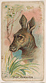 Giant Kangaroo, from the Zoo Animals series (E29) issued by The Philadelphia Confections Co. to promote Zoo Caramels, The Philadelphia Confections Co. American, Commercial color lithograph