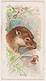 Otter, from the Zoo Animals series (E29) issued by The Philadelphia Confections Co. to promote Zoo Caramels, The Philadelphia Confections Co. American, Commercial color lithograph