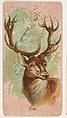 Stag, from the Zoo Animals series (E29) issued by The Philadelphia Confections Co. to promote Zoo Caramels, The Philadelphia Confections Co. American, Commercial color lithograph