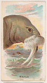 Walrus, from the Zoo Animals series (E29) issued by The Philadelphia Confections Co. to promote Zoo Caramels, The Philadelphia Confections Co. American, Commercial color lithograph