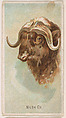 Musk Ox, from the Zoo Animals series (E29) issued by The Philadelphia Confections Co. to promote Zoo Caramels, The Philadelphia Confections Co. American, Commercial color lithograph
