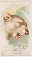 Polar Bear, from the Zoo Animals series (E29) issued by The Philadelphia Confections Co. to promote Zoo Caramels, The Philadelphia Confections Co. American, Commercial color lithograph