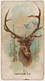 American Elk, from the Zoo Animals series (E29) issued by The Philadelphia Confections Co. to promote Zoo Caramels, The Philadelphia Confections Co. American, Commercial color lithograph