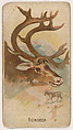 Reindeer, from the Zoo Animals series (E29) issued by The Philadelphia Confections Co. to promote Zoo Caramels, The Philadelphia Confections Co. American, Commercial color lithograph