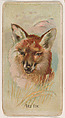 Red Fox, from the Zoo Animals series (E29) issued by The Philadelphia Confections Co. to promote Zoo Caramels, The Philadelphia Confections Co. American, Commercial color lithograph
