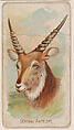 Senegal Antelope, from the Zoo Animals series (E29) issued by The Philadelphia Confections Co. to promote Zoo Caramels, The Philadelphia Confections Co. American, Commercial color lithograph