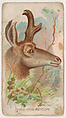 Prong-Horn Antelope, from the Zoo Animals series (E29) issued by The Philadelphia Confections Co. to promote Zoo Caramels, The Philadelphia Confections Co. American, Commercial color lithograph