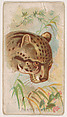 Painted Ocelot, from the Zoo Animals series (E29) issued by The Philadelphia Confections Co. to promote Zoo Caramels, The Philadelphia Confections Co. American, Commercial color lithograph