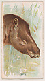 Tapir, from the Zoo Animals series (E29) issued by The Philadelphia Confections Co. to promote Zoo Caramels, The Philadelphia Confections Co. American, Commercial color lithograph