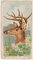 Virginian Deer, from the Zoo Animals series (E29) issued by The Philadelphia Confections Co. to promote Zoo Caramels, The Philadelphia Confections Co. American, Commercial color lithograph