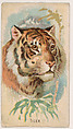 Tiger, from the Zoo Animals series (E29) issued by The Philadelphia Confections Co. to promote Zoo Caramels, The Philadelphia Confections Co. American, Commercial color lithograph