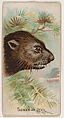 Tasmanian Devil, from the Zoo Animals series (E29) issued by The Philadelphia Confections Co. to promote Zoo Caramels, The Philadelphia Confections Co. American, Commercial color lithograph