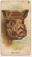 Wild Boar, from the Zoo Animals series (E29) issued by The Philadelphia Confections Co. to promote Zoo Caramels, The Philadelphia Confections Co. American, Commercial color lithograph