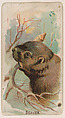 Beaver, from the Zoo Animals series (E29) issued by The Philadelphia Confections Co. to promote Zoo Caramels, The Philadelphia Confections Co. American, Commercial color lithograph