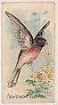 Rose-Breasted Wood Robin, from the Zoo Birds series (E30) issued by The Philadelphia Confections Co. to promote Zoo Caramels, The Philadelphia Confections Co. American, Commercial color lithograph