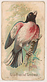 Rose-Breasted Grosbeak, from the Zoo Birds series (E30) issued by The Philadelphia Confections Co. to promote Zoo Caramels, The Philadelphia Confections Co. American, Commercial color lithograph