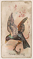 Persian Starling, from the Zoo Birds series (E30) issued by The Philadelphia Confections Co. to promote Zoo Caramels, The Philadelphia Confections Co. American, Commercial color lithograph