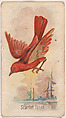 Scarlet Finch, from the Zoo Birds series (E30) issued by The Philadelphia Confections Co. to promote Zoo Caramels, The Philadelphia Confections Co.  American, Commercial color lithograph
