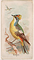 Kinglet, from the Zoo Birds series (E30) issued by The Philadelphia Confections Co. to promote Zoo Caramels, The Philadelphia Confections Co.  American, Commercial color lithograph