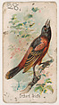 Orchard Oriole, from the Zoo Birds series (E30) issued by The Philadelphia Confections Co. to promote Zoo Caramels, The Philadelphia Confections Co.  American, Commercial color lithograph