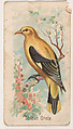 Golden Oriole, from the Zoo Birds series (E30) issued by The Philadelphia Confections Co. to promote Zoo Caramels, The Philadelphia Confections Co.  American, Commercial color lithograph
