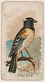 Stitch Bird, from the Zoo Birds series (E30) issued by The Philadelphia Confections Co. to promote Zoo Caramels, The Philadelphia Confections Co.  American, Commercial color lithograph