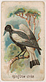 Piping Crow-shrike, from the Zoo Birds series (E30) issued by The Philadelphia Confections Co. to promote Zoo Caramels, The Philadelphia Confections Co.  American, Commercial color lithograph