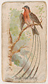 Shaft-tailed Bunting, from the Zoo Birds series (E30) issued by The Philadelphia Confections Co. to promote Zoo Caramels, The Philadelphia Confections Co.  American, Commercial color lithograph