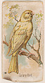 Canary Bird, from the Zoo Birds series (E30) issued by The Philadelphia Confections Co. to promote Zoo Caramels, The Philadelphia Confections Co.  American, Commercial color lithograph