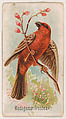 Madagascar Grosbeak, from the Zoo Birds series (E30) issued by The Philadelphia Confections Co. to promote Zoo Caramels, The Philadelphia Confections Co.  American, Commercial color lithograph