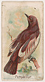 Pompadour, from the Zoo Birds series (E30) issued by The Philadelphia Confections Co. to promote Zoo Caramels, The Philadelphia Confections Co.  American, Commercial color lithograph