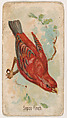 Sepoy Finch, from the Zoo Birds series (E30) issued by The Philadelphia Confections Co. to promote Zoo Caramels, The Philadelphia Confections Co.  American, Commercial color lithograph