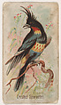 Crested Sparactes, from the Zoo Birds series (E30) issued by The Philadelphia Confections Co. to promote Zoo Caramels, The Philadelphia Confections Co.  American, Commercial color lithograph