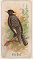 Mino Bird, from the Zoo Birds series (E30) issued by The Philadelphia Confections Co. to promote Zoo Caramels, The Philadelphia Confections Co.  American, Commercial color lithograph