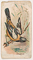 Troupial, from the Zoo Birds series (E30) issued by The Philadelphia Confections Co. to promote Zoo Caramels, The Philadelphia Confections Co.  American, Commercial color lithograph