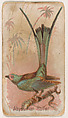 Abyssinian Roller, from the Zoo Birds series (E30) issued by The Philadelphia Confections Co. to promote Zoo Caramels, The Philadelphia Confections Co.  American, Commercial color lithograph