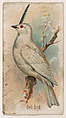 Bell Bird, from the Zoo Birds series (E30) issued by The Philadelphia Confections Co. to promote Zoo Caramels, The Philadelphia Confections Co.  American, Commercial color lithograph