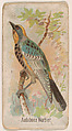 Audubons Warbler, from the Zoo Birds series (E30) issued by The Philadelphia Confections Co. to promote Zoo Caramels, The Philadelphia Confections Co.  American, Commercial color lithograph